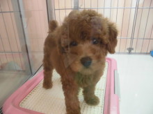 ポチたま(･(ｪ)･)