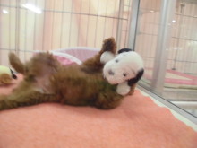 プーちゃん(*ﾟ▽ﾟ*)