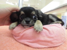 ポチたま(・ω・)