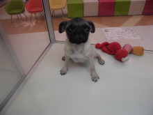 ポチたまのわんちゃん(*´ω｀*)