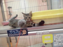 猫じゃらし(^O^)