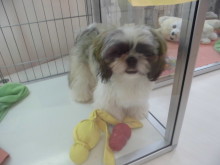 プー君★シー君(^O^)