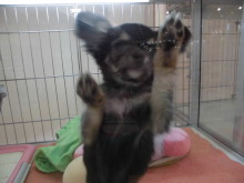 わんちゃん▽・ｗ・▽ねこちゃん(=‘ｘ‘=)