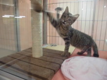 キャットタワー(=‘ｘ‘=)