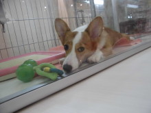 POCHITAMA(*´∀｀*)