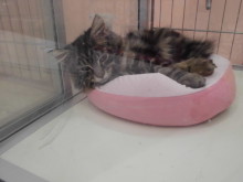 お昼寝(´・ω・｀)