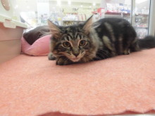 メインクーン君o(^▽^)o