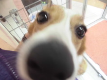 コッちゃん、チワちゃん♪