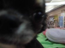 今日のポチたま(*ﾟ▽ﾟ*)