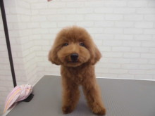 プー君のシャンプー(^O^)