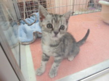 ヨーキー君、アメショーちゃん(*^ω^*)