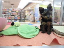 ヨーキー君(^-^)