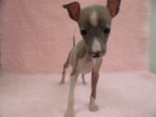 新メンバー(^-^)