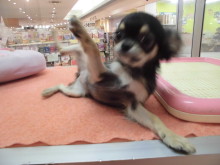 ダブルチワワちゃん(๑≧౪≦)