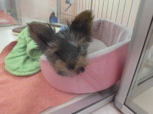 今日のポチたまo(^▽^)o