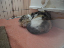 お昼寝(-_-)゜zzz…