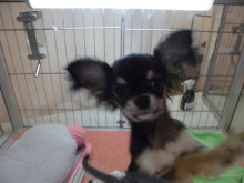 今日のポチたま(*ﾟ▽ﾟ*)