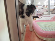 今日のポチたま(^-^)♥