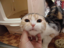 ねこちゃんズ(*´ω｀*)