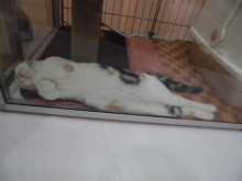 ポチたま(･∀･)