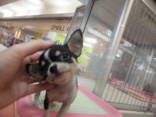 チワワくん（ゝ。∂）