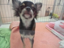 ポチたま(ﾟ∀ﾟ)