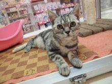 アメちゃん(*´∀｀*)