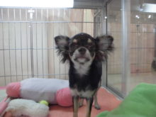 ブラタンちゃん(*´∀｀*)