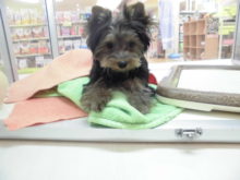 ヨーキー君(*^ω^*)