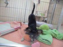 ブラタンちゃん(･∀･)