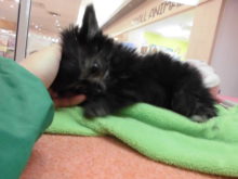 なでなで第２弾(･∀･)