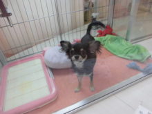 ポチたま(*´∀｀*)