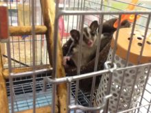 小動物(*≧∀≦*)