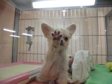 ポチたま(*´ω｀*)