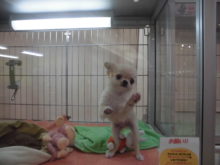 ポチたま(・∀・)