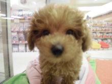 ポチたま(´∀｀)★