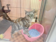 ポチたま(´∇｀)