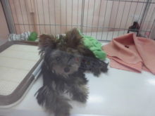 今日のポチたま☆彡