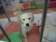 今日のポチたま(๑≧౪≦)