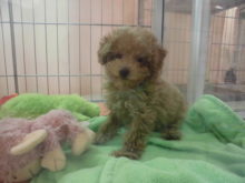 ポチたま(´▽｀)