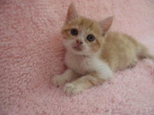 新メンバー子猫編(^^)／