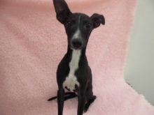 新メンバー子犬編o(^o^)o