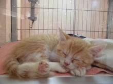 ポチたま(´∀｀*)