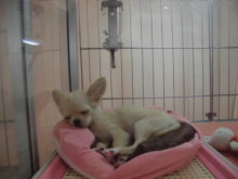 ポチたま(・ω・)