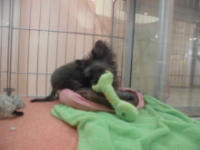 ポチたま(*´∀｀)