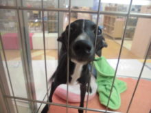 ポチたま(´∇｀)