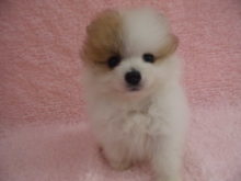 家族が決まりました(^O^)