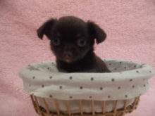 家族が決まりました(´∀｀*)