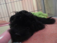 マルプー君(*ﾟ▽ﾟ*)