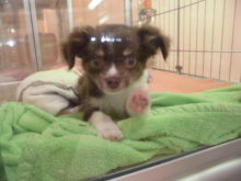 チワワちゃんとボーダーちゃん(^ω^)